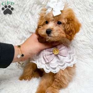 Juliet, Toy Poodle Puppy