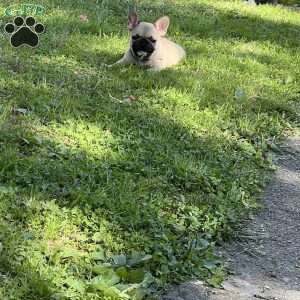 Daisy, French Bulldog Puppy