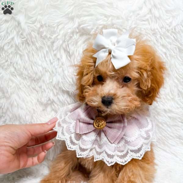 Juliet, Toy Poodle Puppy