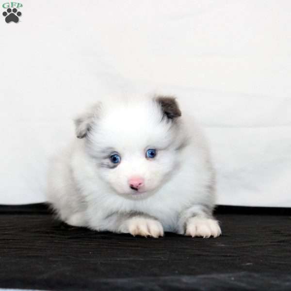 Quuimby, Pomeranian Puppy