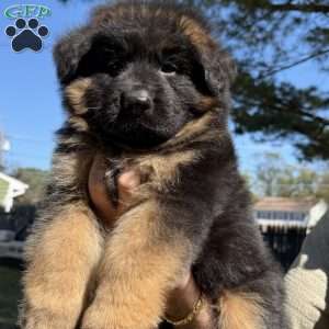 Jaguar, German Shepherd Puppy