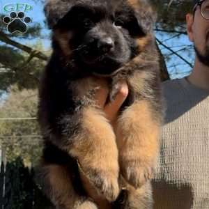 Jaguar, German Shepherd Puppy
