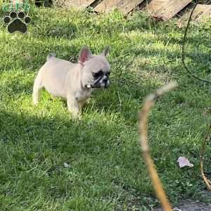 Donut, French Bulldog Puppy