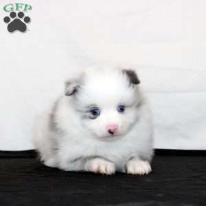 Quuimby, Pomeranian Puppy