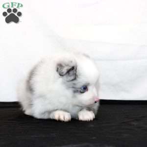 Quuimby, Pomeranian Puppy