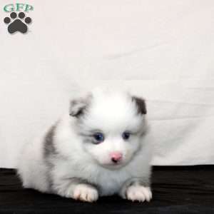 Quuimby, Pomeranian Puppy