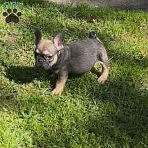 Goofy, French Bulldog Puppy