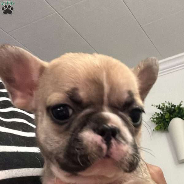 Donut, French Bulldog Puppy