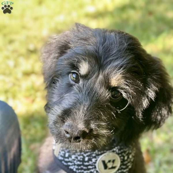 Wren, Goldendoodle Puppy