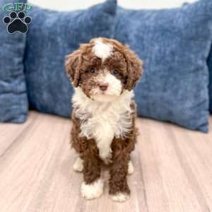 Chocolate Chip, Mini Sheepadoodle Puppy