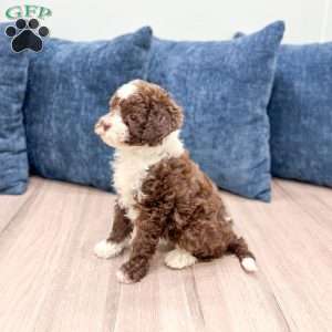 Chocolate Chip, Mini Sheepadoodle Puppy