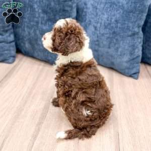 Chocolate Chip, Mini Sheepadoodle Puppy