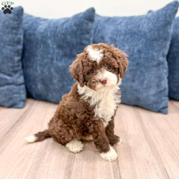 Chocolate Chip, Mini Sheepadoodle Puppy