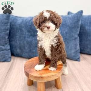 Chocolate Chip, Mini Sheepadoodle Puppy