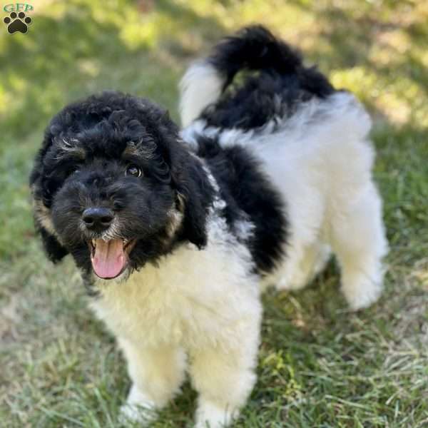 Crane, Goldendoodle Puppy