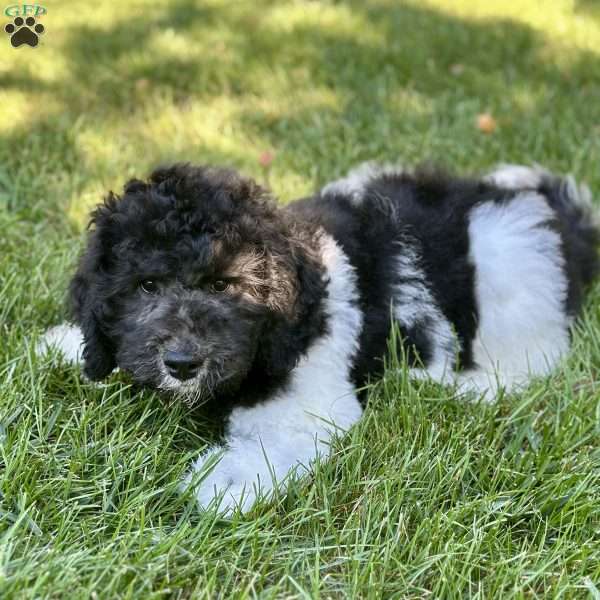 Birdie, Goldendoodle Puppy