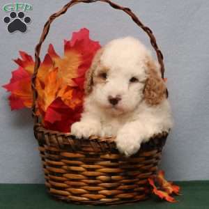 Montana, Mini Goldendoodle Puppy
