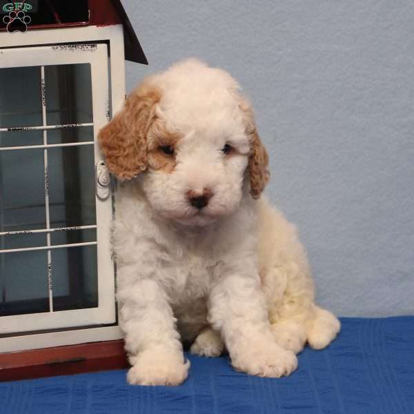 Montana, Mini Goldendoodle Puppy