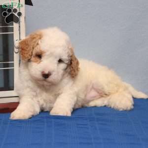 Montana, Mini Goldendoodle Puppy