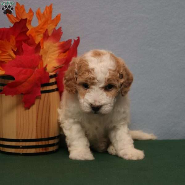 Madison, Mini Goldendoodle Puppy