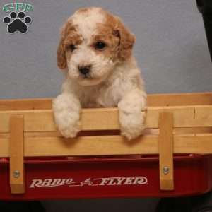 Madison, Mini Goldendoodle Puppy