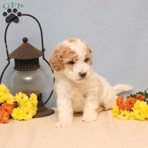Madison, Mini Goldendoodle Puppy