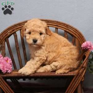 Misty, Mini Goldendoodle Puppy