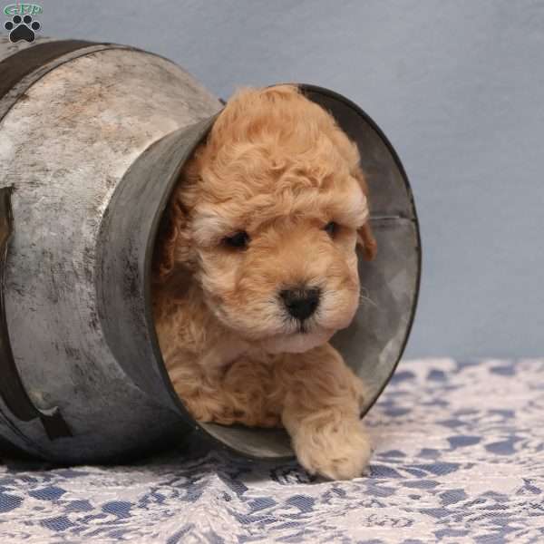 Misty, Mini Goldendoodle Puppy