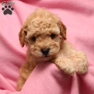 Misty, Mini Goldendoodle Puppy