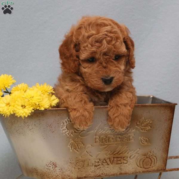 Moriah, Mini Goldendoodle Puppy