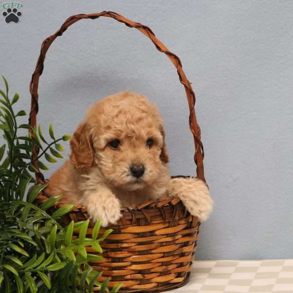 Mandy, Mini Goldendoodle Puppy