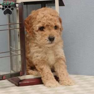 Mandy, Mini Goldendoodle Puppy