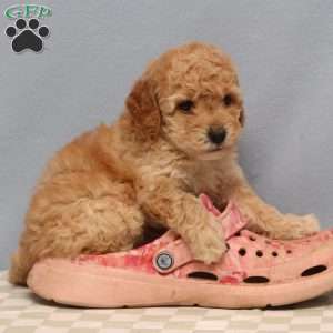 Mandy, Mini Goldendoodle Puppy