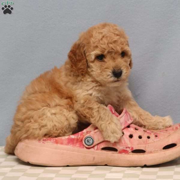 Mandy, Mini Goldendoodle Puppy