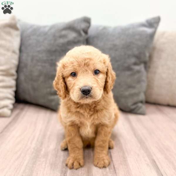 Lily, Goldendoodle Puppy