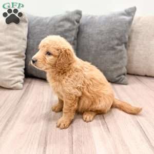 Lily, Goldendoodle Puppy