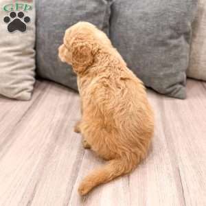 Lily, Goldendoodle Puppy