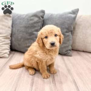 Lily, Goldendoodle Puppy