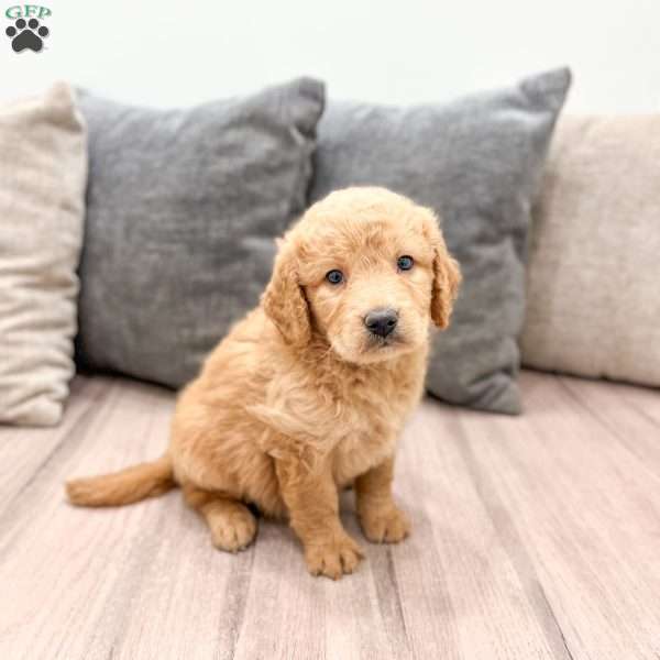 Lily, Goldendoodle Puppy