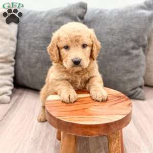 Lily, Goldendoodle Puppy