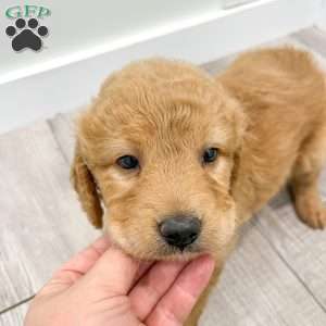 Lily, Goldendoodle Puppy