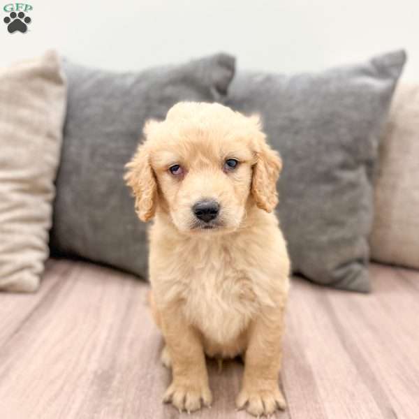 Sammy, Goldendoodle Puppy