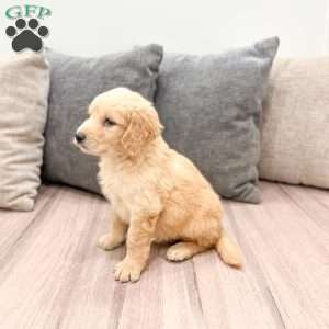 Sammy, Goldendoodle Puppy