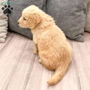 Sammy, Goldendoodle Puppy