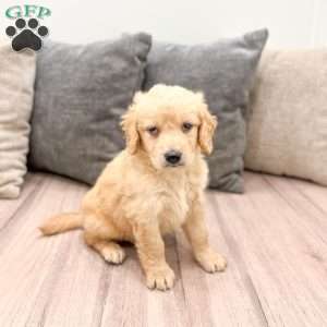 Sammy, Goldendoodle Puppy