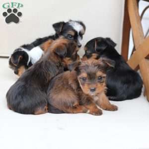 Roxy, Yorkie Puppy
