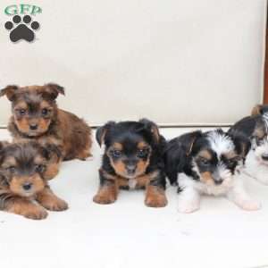 Roxy, Yorkie Puppy