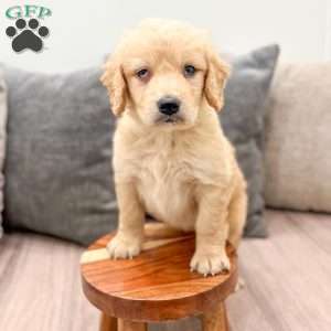 Sammy, Goldendoodle Puppy