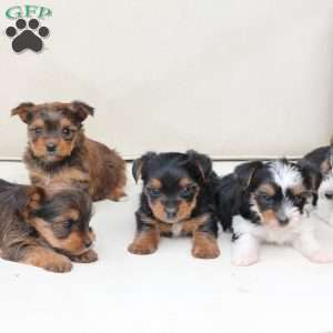 Willow, Yorkie Puppy