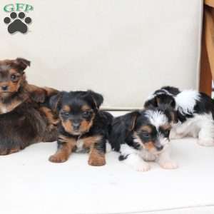 Roxy, Yorkie Puppy